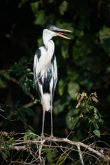 Cocoi heron on branch with open beak