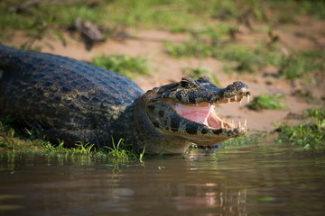 Close-up of yacare caiman head on sand