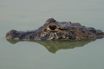 Close-up of yacare caiman head and reflection