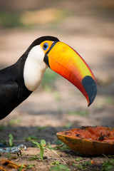 Close-up of toco toucan bending over papaya