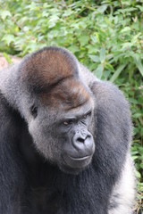 Obraz premium ゴリラ