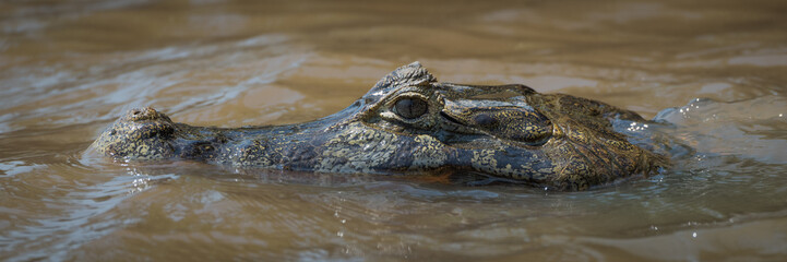 Close-up of head of swimming yacare caiman