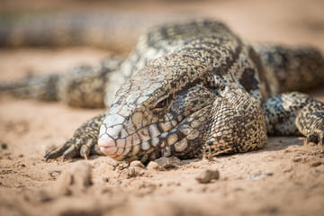 Obraz premium Close-up of common tegu lizard in sand