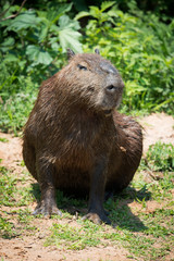 Naklejka na ściany i meble Capybara sitting on river bank in sunshine