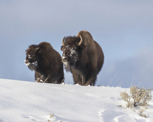 Pair of Winter Bison on a ridge in the Tetons