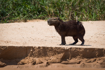 Capybara on sandbank carrying bird on back