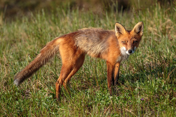 Hungry wild red fox, Kamchatka 2016