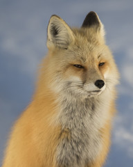 Naklejka premium Red Fox in the Tetons in Winter.