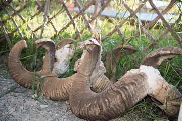 Several cropped spiral horns of sheep in Altai