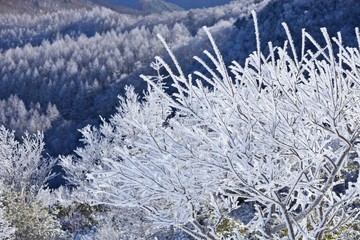霧氷の高原