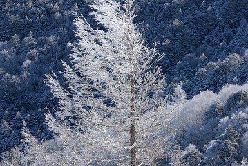 霧氷の高原