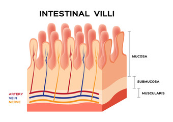 Intestinal villi anatomy, small intestine lining.