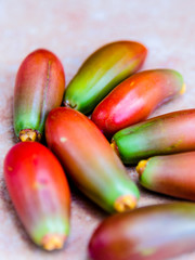 reife Frucht der Dattelpalme