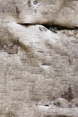 Birch bark texture