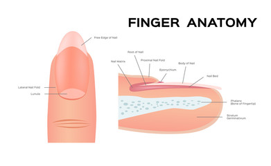 Structure of a Nail. human Nail . anatomy