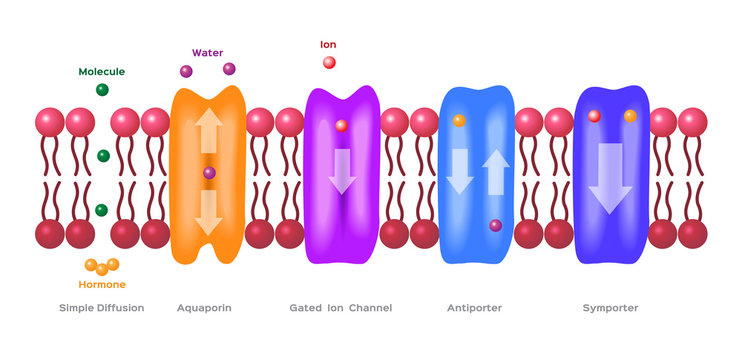 Mechanisms for the transport of ions and molecules across cell membranes. Types of a channel in the cell membrane: simple diffusion, Aquaporin, Gated ion channel, Symporter and Antiporter . anatomy