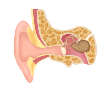 Human ear structure medical educational science vector illustration. Ear anatomy .  anatomy