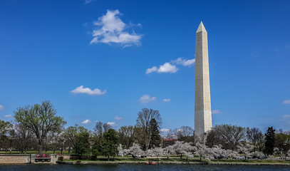 The Washington Monument With Cherry Blossoms