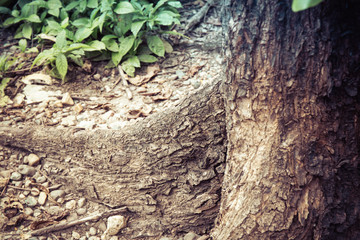 Closeup of tree trunk details with green leaf background