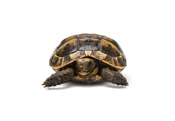 Turtle on white background