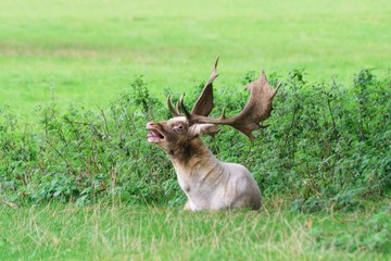 Fallow Deer stag lying down