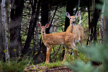 White-tailed deer fawn and doe in the forest
