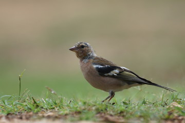 Zięba (Fringilla coelebs)