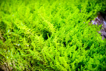 Mossy ground in forest
