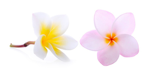  frangipani (plumeria) isolated on white background