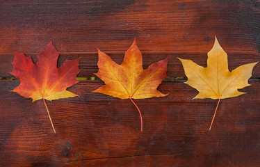 Autumn leaves on wooden background.
