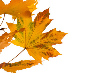 Autumn leaves on white background.