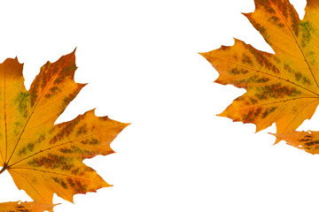 Autumn leaves on white background.