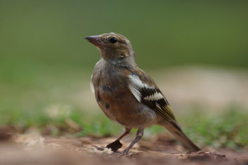 Zięba (Fringilla coelebs)