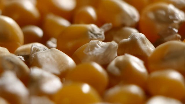 Grains of corn detail. Rotating. Close up
