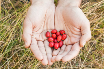 Man's hands holding rosehip fruits. Close up image. 
