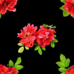 background texture made of photo manipulation oil paint  red petals briar fresh delicate flowers...