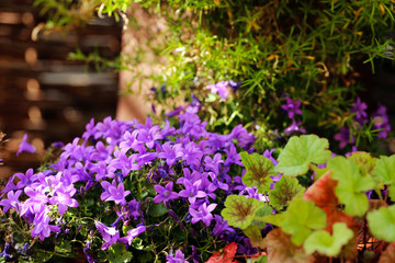 Obraz premium Glockenblumen - Lila Blumen im Garten - Gartenblumen