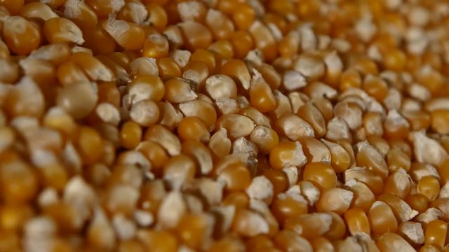 Maize grains. Corn kernel grains. Rotating. Close up