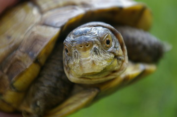 Obraz premium Smiling Turtle