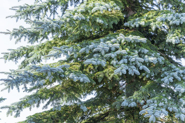 Branches of a blue spruce tree against a brightly lit sky