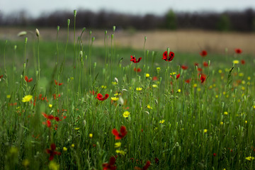 Field of poppies