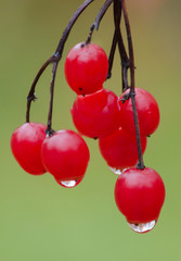 613-72 Cranberry Viburnum Drops