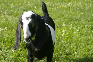 Floppy Ears