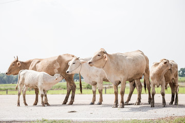 Cows grazing on a green summer meadow at sunny day