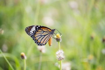 butterfly with nature background in Thailand.
