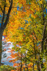 Autumn leaves in Lake Yamanaka