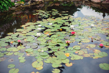White water lilies float on top of a pond