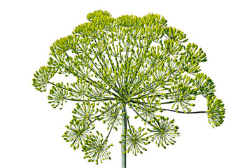 Fototapeta premium umbrella of dill with seeds isolated on white background