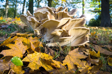 Close-Up to Huge Mushroom at a Forest Glade
