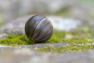 Pill millipede